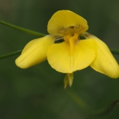 Diuris monticola at Tennent, ACT - suppressed