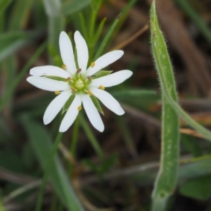 Stellaria angustifolia at Tennent, ACT - 15 Dec 2014 10:12 AM