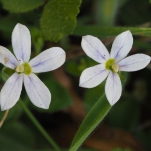 Lobelia pedunculata at Tennent, ACT - 15 Dec 2014