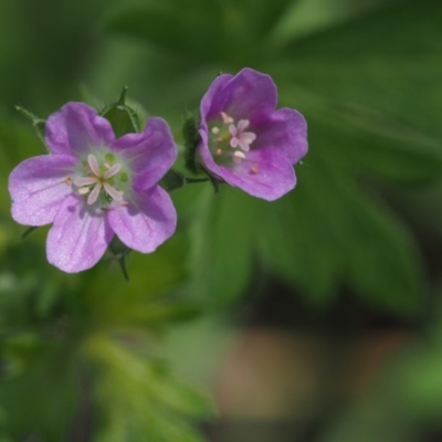 Geranium solanderi var. solanderi (Native Geranium) at Tennent, ACT - 14 Dec 2014 by KenT