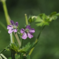 Geranium solanderi var. solanderi at Tennent, ACT - 15 Dec 2014 09:52 AM