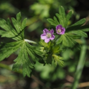 Geranium solanderi var. solanderi at Tennent, ACT - 15 Dec 2014 09:52 AM