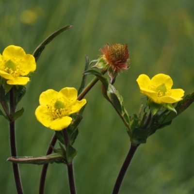 Geum urbanum (Herb Bennet) at Tennent, ACT - 15 Dec 2014 by KenT