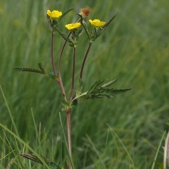 Geum urbanum at Tennent, ACT - 15 Dec 2014 10:43 AM