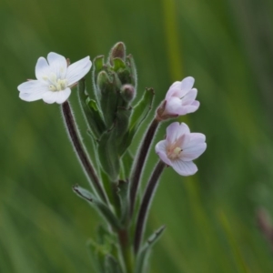 Epilobium sp. at Tennent, ACT - 15 Dec 2014 10:33 AM