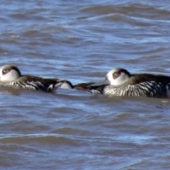 Malacorhynchus membranaceus (Pink-eared Duck) at Lake Burley Griffin Central/East - 4 Aug 2015 by galah681