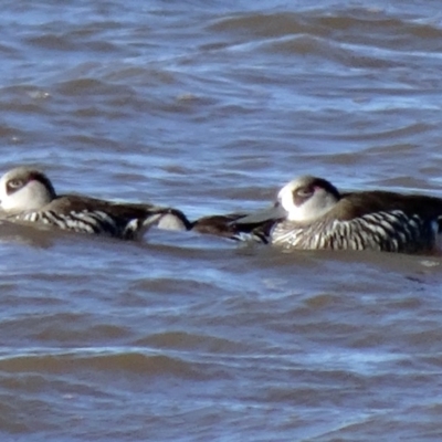 Malacorhynchus membranaceus (Pink-eared Duck) at Lake Burley Griffin Central/East - 4 Aug 2015 by galah681