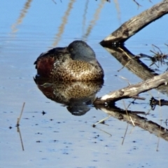 Spatula rhynchotis (Australasian Shoveler) at Fyshwick, ACT - 31 Jul 2015 by galah681