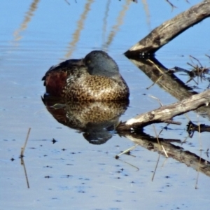 Spatula rhynchotis at Fyshwick, ACT - 31 Jul 2015 11:48 AM