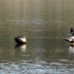 Spatula rhynchotis at Fyshwick, ACT - 31 Jul 2015 11:48 AM