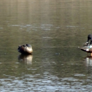 Spatula rhynchotis at Fyshwick, ACT - 31 Jul 2015