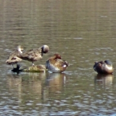 Spatula rhynchotis at Fyshwick, ACT - 31 Jul 2015 11:48 AM