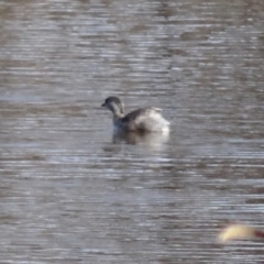 Poliocephalus poliocephalus (Hoary-headed Grebe) at Jerrabomberra Wetlands - 31 Jul 2015 by galah681