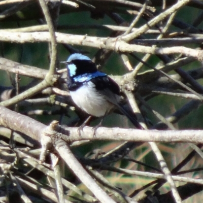 Malurus cyaneus (Superb Fairywren) at Jerrabomberra Wetlands - 31 Jul 2015 by galah681