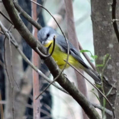 Eopsaltria australis (Eastern Yellow Robin) at Paddys River, ACT - 1 Aug 2015 by galah681