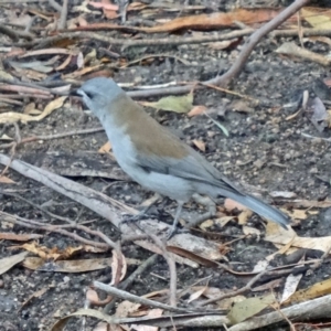 Colluricincla harmonica at Paddys River, ACT - 2 May 2015 11:06 AM