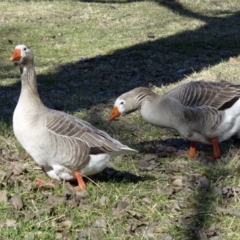 Anser anser (Greylag Goose (Domestic type)) at Campbell, ACT - 31 Jul 2015 by galah681