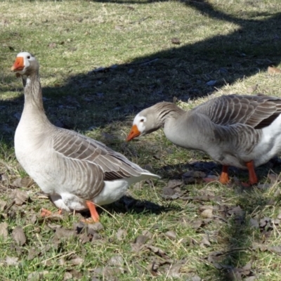 Anser anser (Greylag Goose (Domestic type)) at Mount Ainslie to Black Mountain - 31 Jul 2015 by galah681