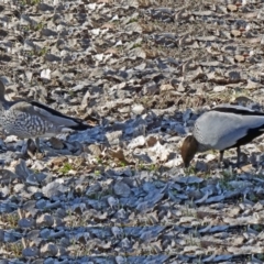 Chenonetta jubata (Australian Wood Duck) at Mount Ainslie to Black Mountain - 31 Jul 2015 by galah681