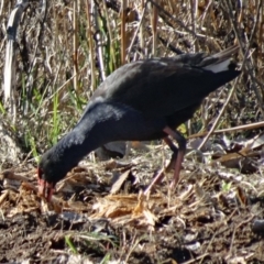 Porphyrio melanotus (Australasian Swamphen) at Jerrabomberra Wetlands - 31 Jul 2015 by galah681