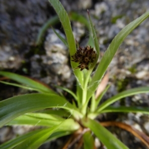 Luzula densiflora at Paddys River, ACT - 1 Aug 2015