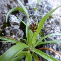 Luzula densiflora at Paddys River, ACT - 1 Aug 2015 03:04 PM