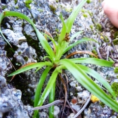 Luzula densiflora at Paddys River, ACT - 1 Aug 2015