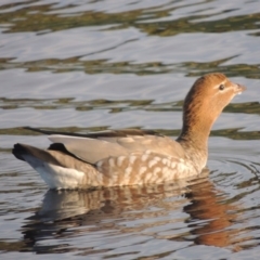 Chenonetta jubata (Australian Wood Duck) at Kioloa, NSW - 14 Jun 2014 by michaelb