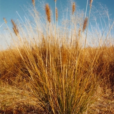 Cenchrus purpurascens (Swamp Foxtail) at Paddys River, ACT - 15 Mar 1995 by MichaelBedingfield