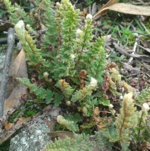 Cheilanthes distans at Wanniassa Hill - 24 Jun 2015