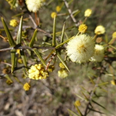 Acacia ulicifolia (Prickly Moses) at Jerrabomberra, ACT - 6 Aug 2015 by Mike