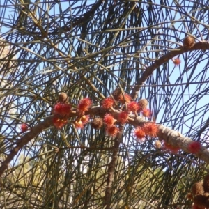 Allocasuarina verticillata at Isaacs, ACT - 7 Aug 2015