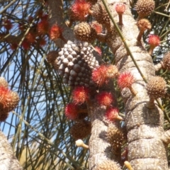 Allocasuarina verticillata at Isaacs, ACT - 7 Aug 2015