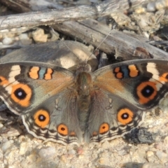 Junonia villida (Meadow Argus) at Tharwa, ACT - 18 Jan 2015 by michaelb