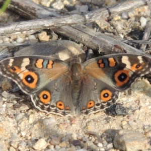 Junonia villida at Tharwa, ACT - 18 Jan 2015