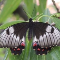 Papilio aegeus (Orchard Swallowtail, Large Citrus Butterfly) at Conder, ACT - 27 Jan 2015 by MichaelBedingfield