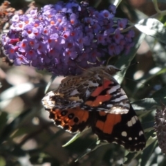 Vanessa kershawi (Australian Painted Lady) at Conder, ACT - 6 Feb 2015 by michaelb