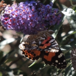 Vanessa kershawi at Conder, ACT - 6 Feb 2015 01:11 PM