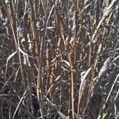 Typha domingensis (Bullrush) at Pine Island to Point Hut - 3 Aug 2015 by galah681