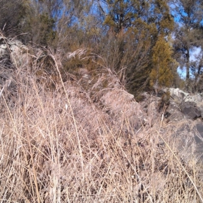 Phragmites australis (Common Reed) at Greenway, ACT - 3 Aug 2015 by galah681
