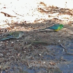 Psephotus haematonotus (Red-rumped Parrot) at Greenway, ACT - 3 Aug 2015 by galah681