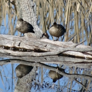 Anas gracilis at Fyshwick, ACT - 9 Aug 2015