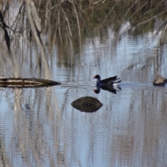 Porphyrio melanotus (Australasian Swamphen) at Jerrabomberra Wetlands - 9 Aug 2015 by galah681