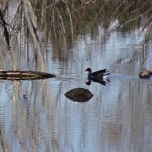 Porphyrio melanotus at Fyshwick, ACT - 9 Aug 2015