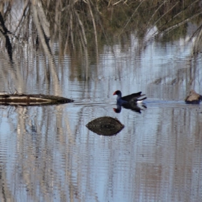 Porphyrio melanotus (Australasian Swamphen) at Fyshwick, ACT - 9 Aug 2015 by galah681