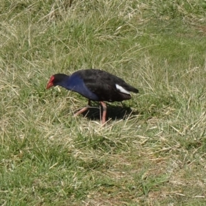 Porphyrio melanotus at Fyshwick, ACT - 9 Aug 2015 10:54 AM