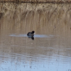 Fulica atra (Eurasian Coot) at Fyshwick, ACT - 9 Aug 2015 by galah681