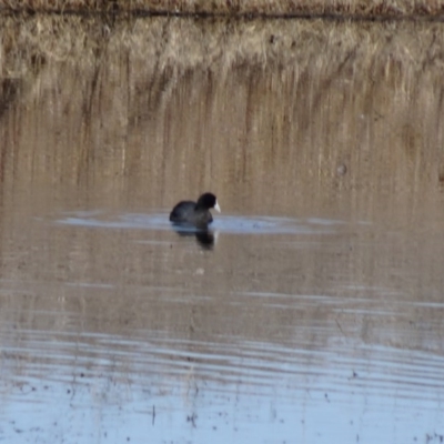 Fulica atra (Eurasian Coot) at Jerrabomberra Wetlands - 9 Aug 2015 by galah681