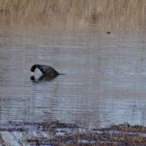 Fulica atra at Fyshwick, ACT - 9 Aug 2015