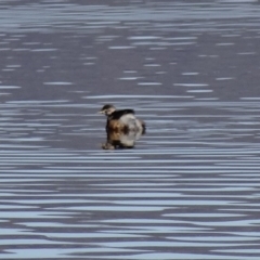 Tachybaptus novaehollandiae (Australasian Grebe) at Fyshwick, ACT - 9 Aug 2015 by galah681